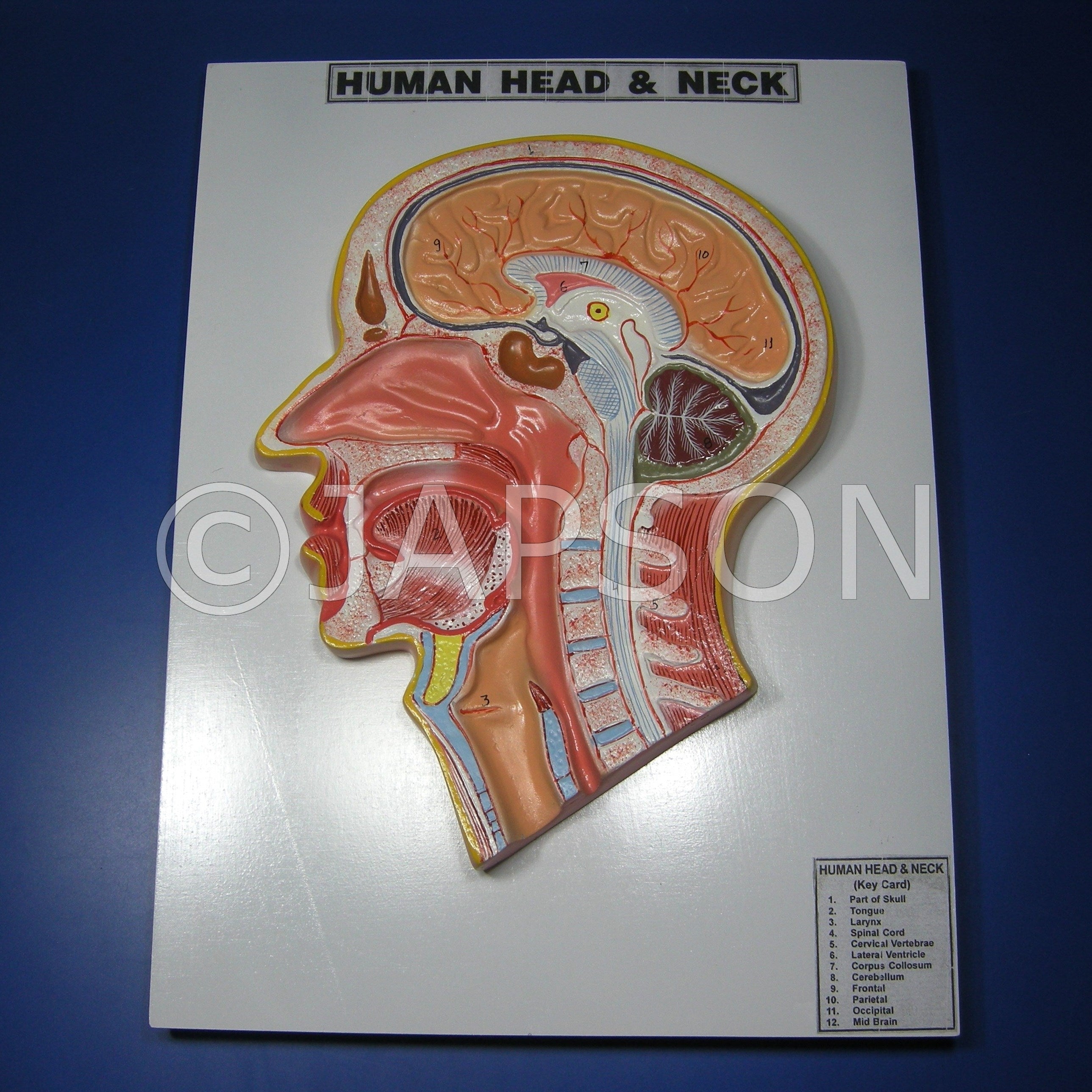 Human Head and Neck Model Human Head and Neck Model